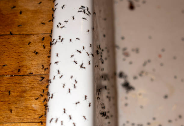 Best Spider Control Near Me  in Stanley, WI