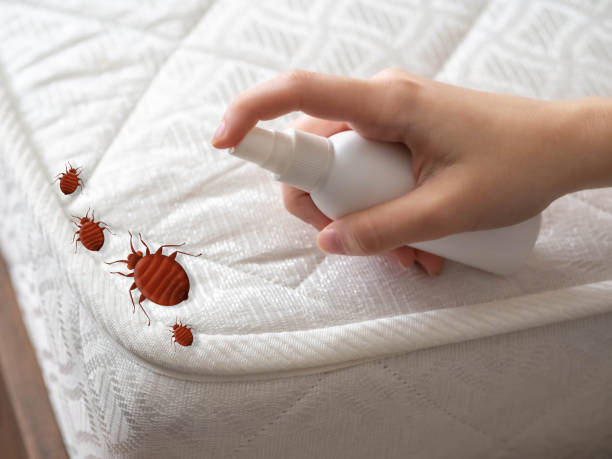 Best Flea Control Services  in Stanley, WI
